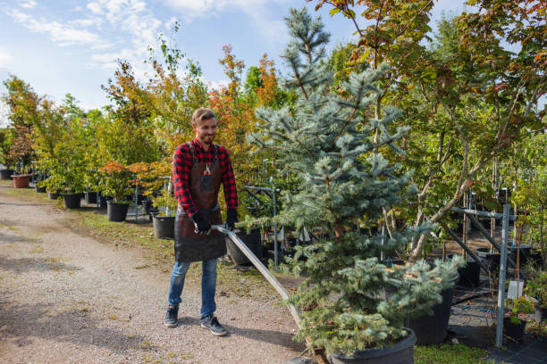 Best Tree Removal Near Me  in Crystal City, MO